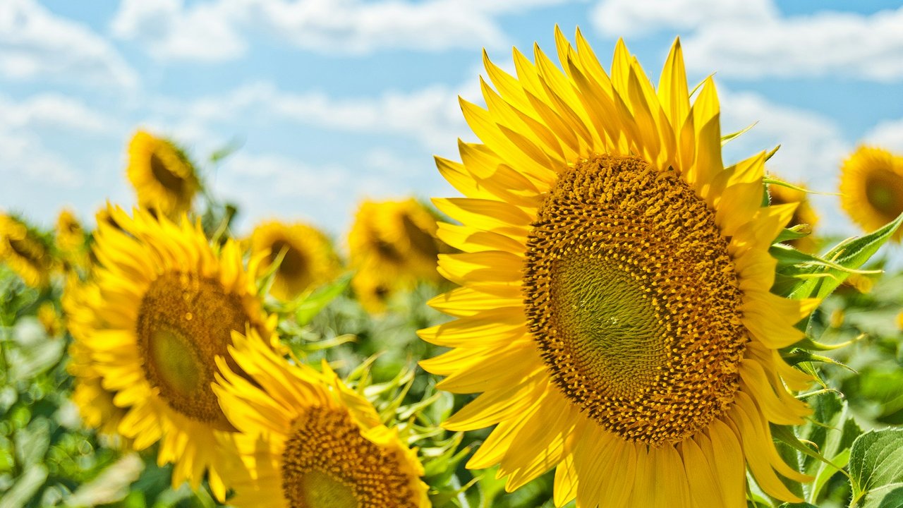 gelbe Sonnenblumen auf einem sonnigen Feld
